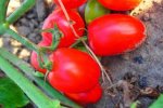 Pomidor Pietrarossa 5000n