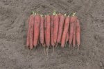 Marchew Redsun 100T 1,8-2,0