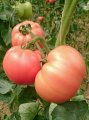 Pomidor Pink King 250n