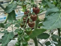 Pomidor Sambalino 100n