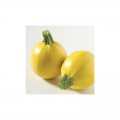 Cukinia Floridor 100n