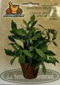 Lubczyk Lovage 2g