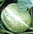 Cucurbita Ficifolia - dynia figolistna 1000N