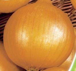 Cebula Octavia 100g - Kliknij na obrazek aby go zamknąć