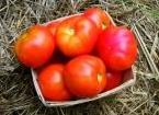 Pomidor Amati 500n