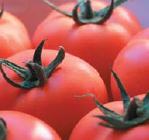 Pomidor Paronset 500n