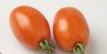 Pomidor Surya 5000n