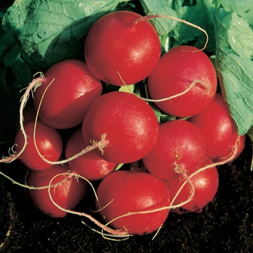 Rzodkiewka Rosso Tondo Precocissimo 250g - Kliknij na obrazek aby go zamknąć